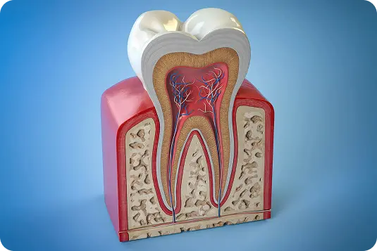 Zoba šķērsgriezums ar pulpu, nerviem, asinsvadiem un saknes kanāliem endodontiskās ārstēšanas skaidrošanai